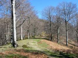 Leitzalarrea aldeko bizkarreko bidea