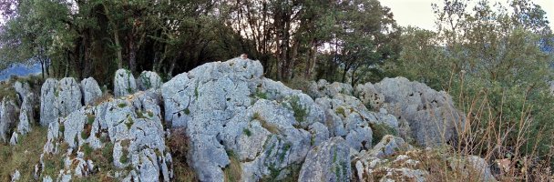 Tontorra