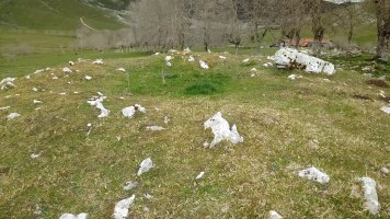 Gorostiaran M. trikuharria 3