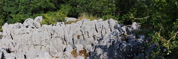 Tontorra