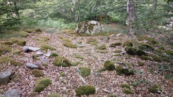 Gereziain trikuharria 3