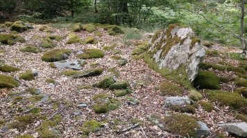 Gereziain trikuharria (2019)