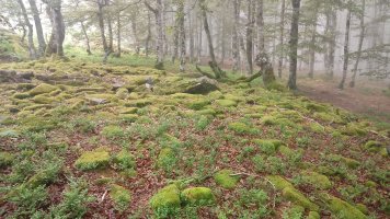 Burdindogi I E. trikuharria 3