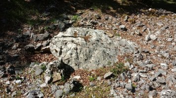 Erbilerri trikuharria 3