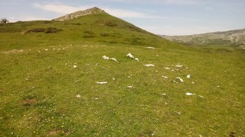 Lerritz trikuharria (2019)