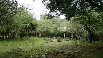 Tontorra