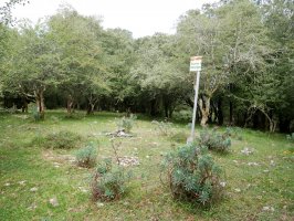 Tontorra