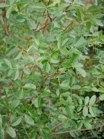 Pistacia terebinthus, Betelu