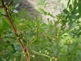 Pistacia terebinthus, Betelu