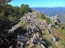 Tontorra