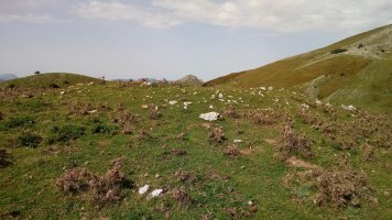 Argarbi trikuharria (2019)