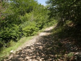 Irantzu errekan gora doan bidea