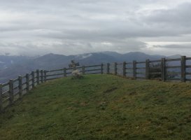 Tontorra