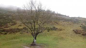 Lizarbakarra, lepoa eta zuhaitza