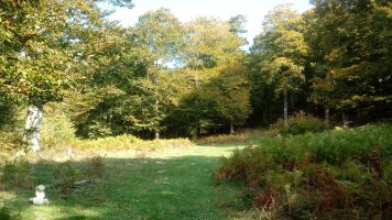 Puttarri (1299m) igoerako basoa