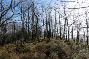Gailurra, Mendiurkillo