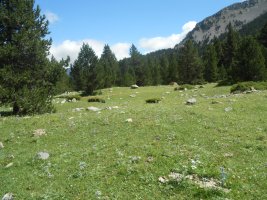 collata labasar sur