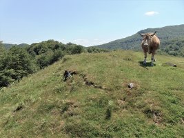 Tontorra
