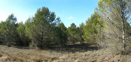 Gainaldeko basoa
