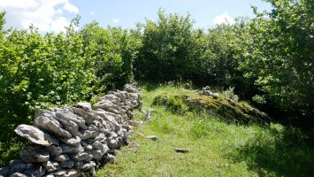 Tontorra