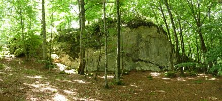Arbotontxi, basoan