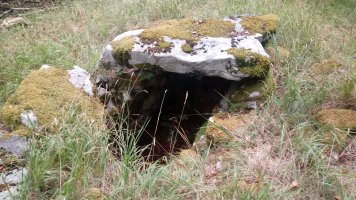 Seakoain II trikuharria