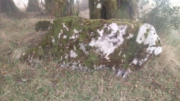 Ata trikuharria (2020)