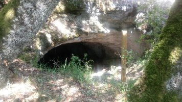 Urisolo goba