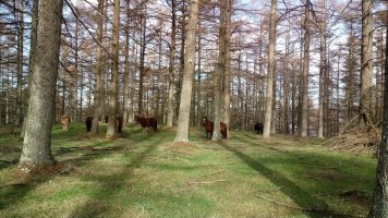 Asalditza (789m) gaina