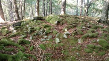 Atxuko aldai trikuharria