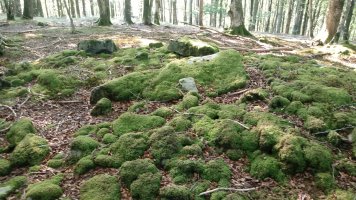 Atxuko aldai trikuharria (2019)