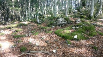 Elkorra trikuharria (2020)