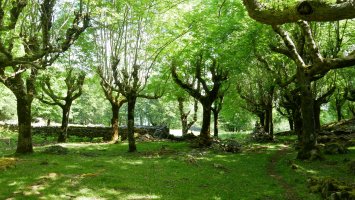 Otarra lepoa