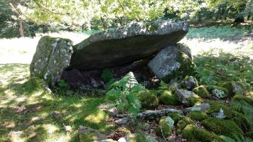 Erroldan trikuharria