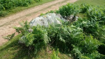 Berdaritz trikuharria