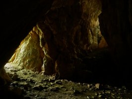 Tomazulo koba