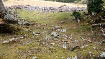 Mendebal Elurmenta trikuharria