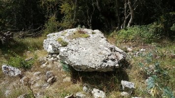 Zubeinta trikuharria