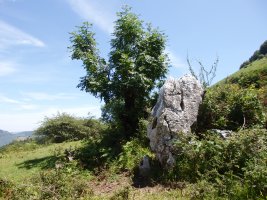 PLAZEGI III