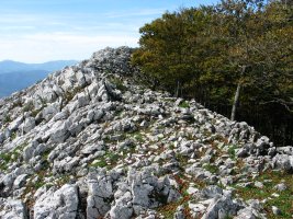 Tontorra