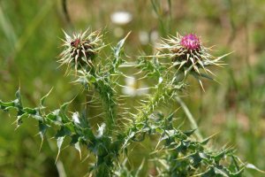 Carduus nutans