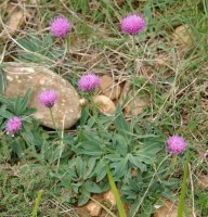 Serratula nudicaulis, Erreniegako bizkarrean
