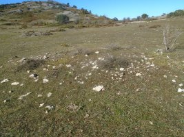 campullido 4