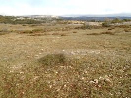 campullido 6