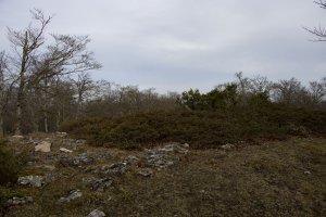 Basozelaia eraztuna