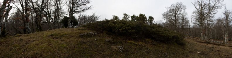 Basozelaia eraztuna