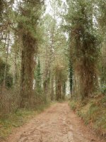 Ipar-mendebaldeko magaleko bidea