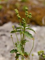 Mercurialis huetii