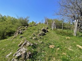 Tontorra