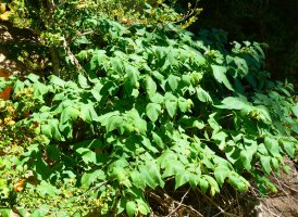 Atropa belladonna, Belaguan